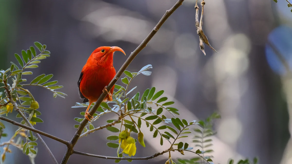 Iiwi bird or Hawaiian Honeycreeper perched on a Koa branch.