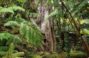 Old growth ohia tree and other native plants in Niaulani rainforest