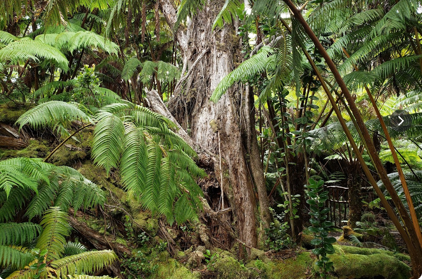 Niaulani Rainforest Old growth ohia tree and other native plants in Niaulani rainforest